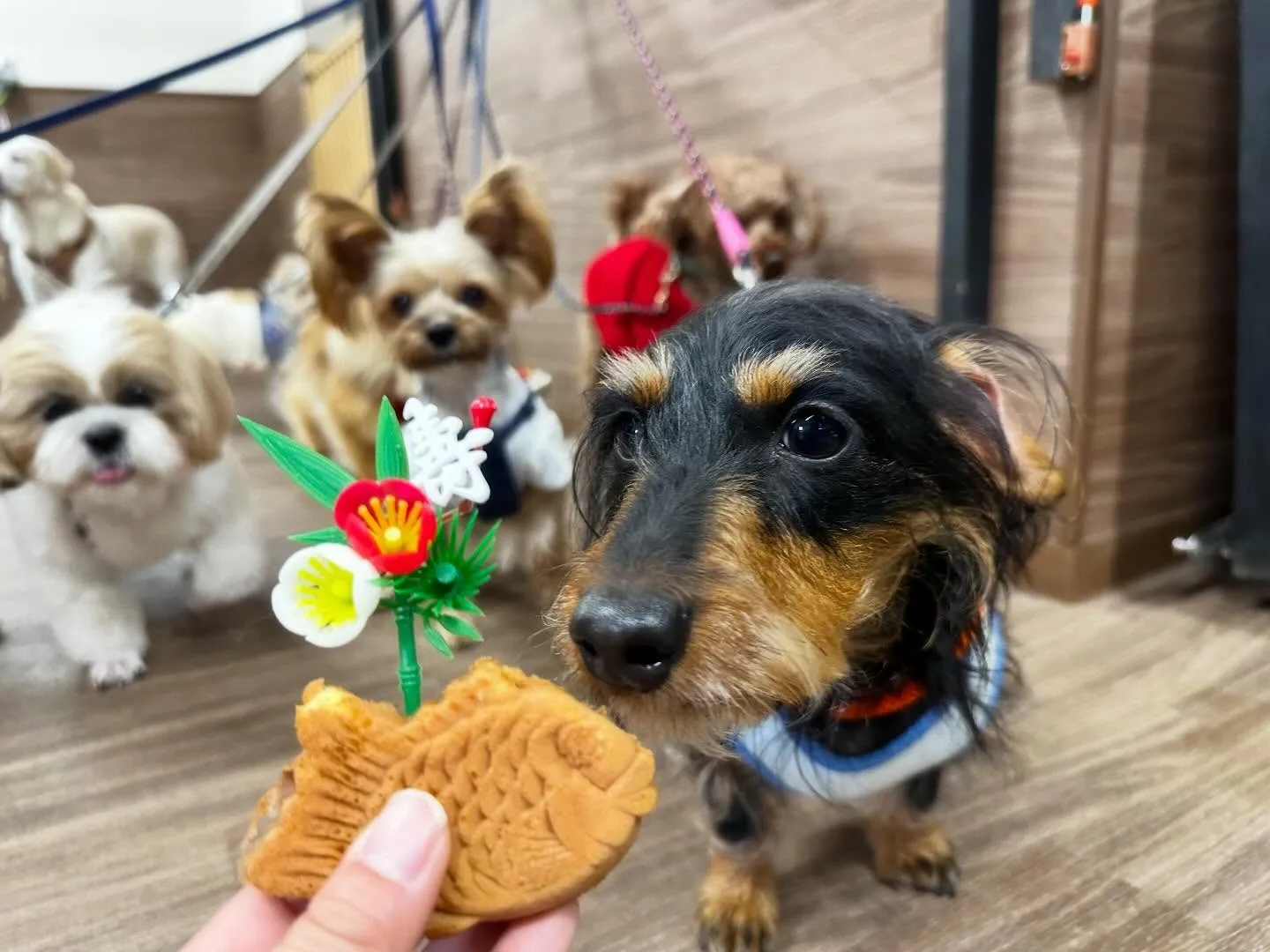 新年明けましておめでとうございます🎍🌅