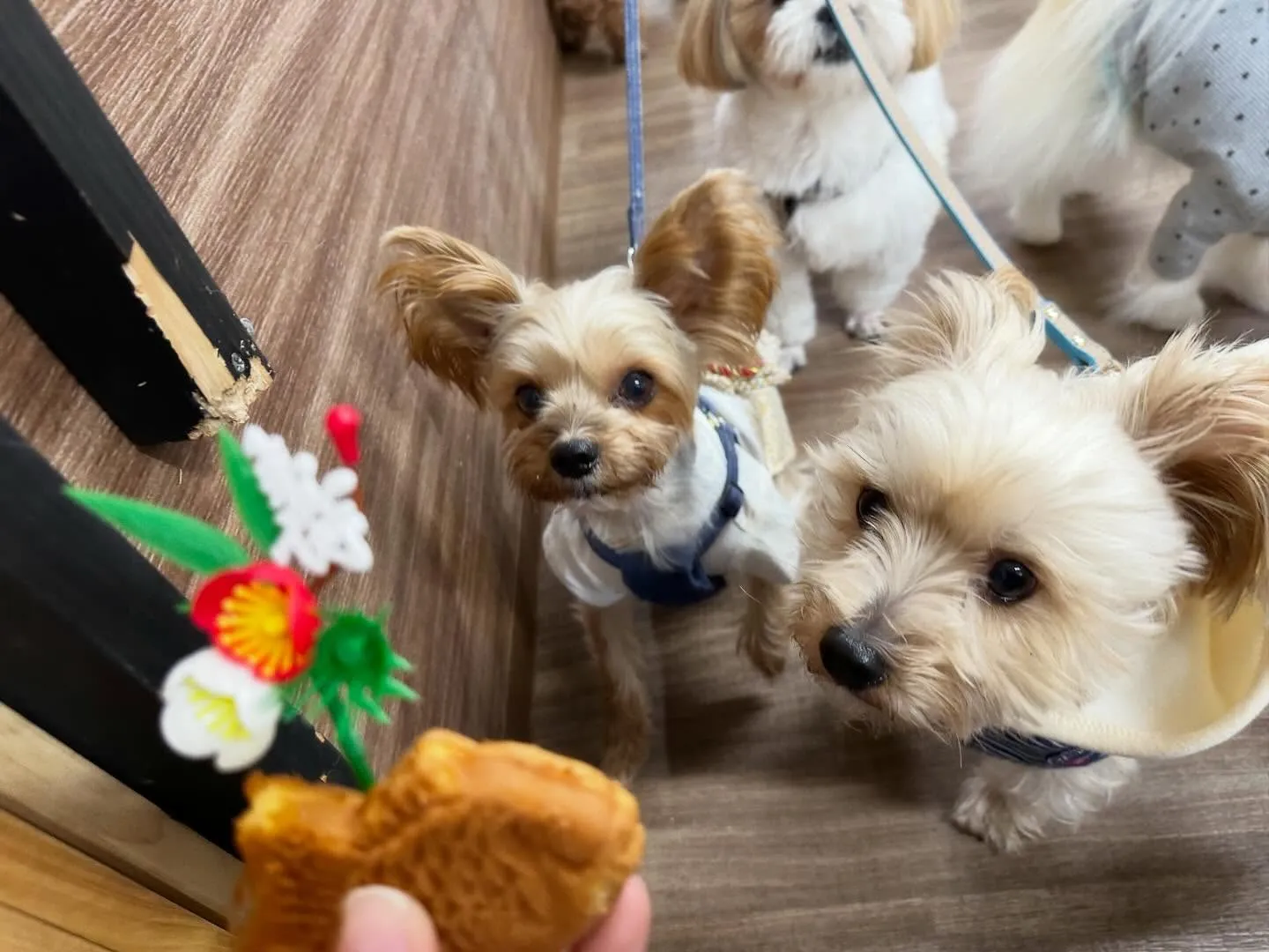 新年明けましておめでとうございます🎍🌅