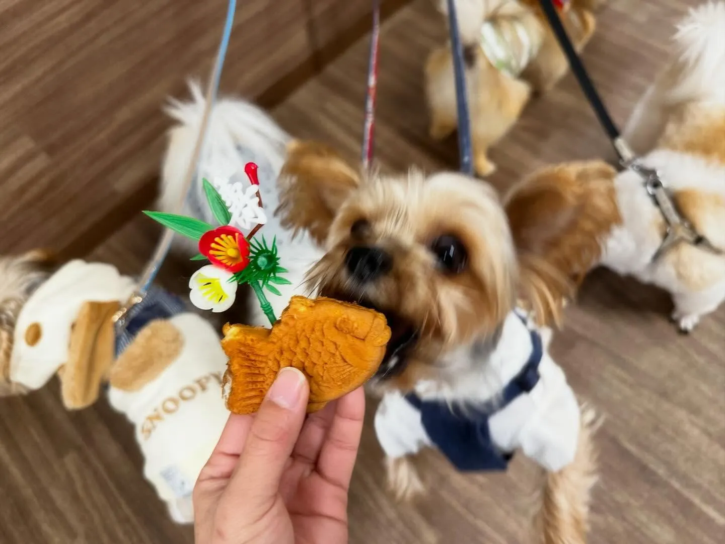 新年明けましておめでとうございます🎍🌅