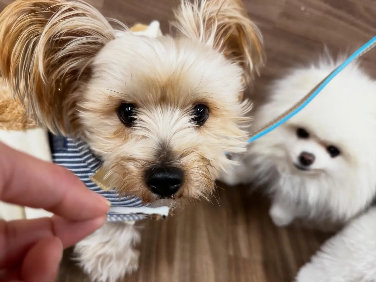 新年明けましておめでとうございます🎍🌅