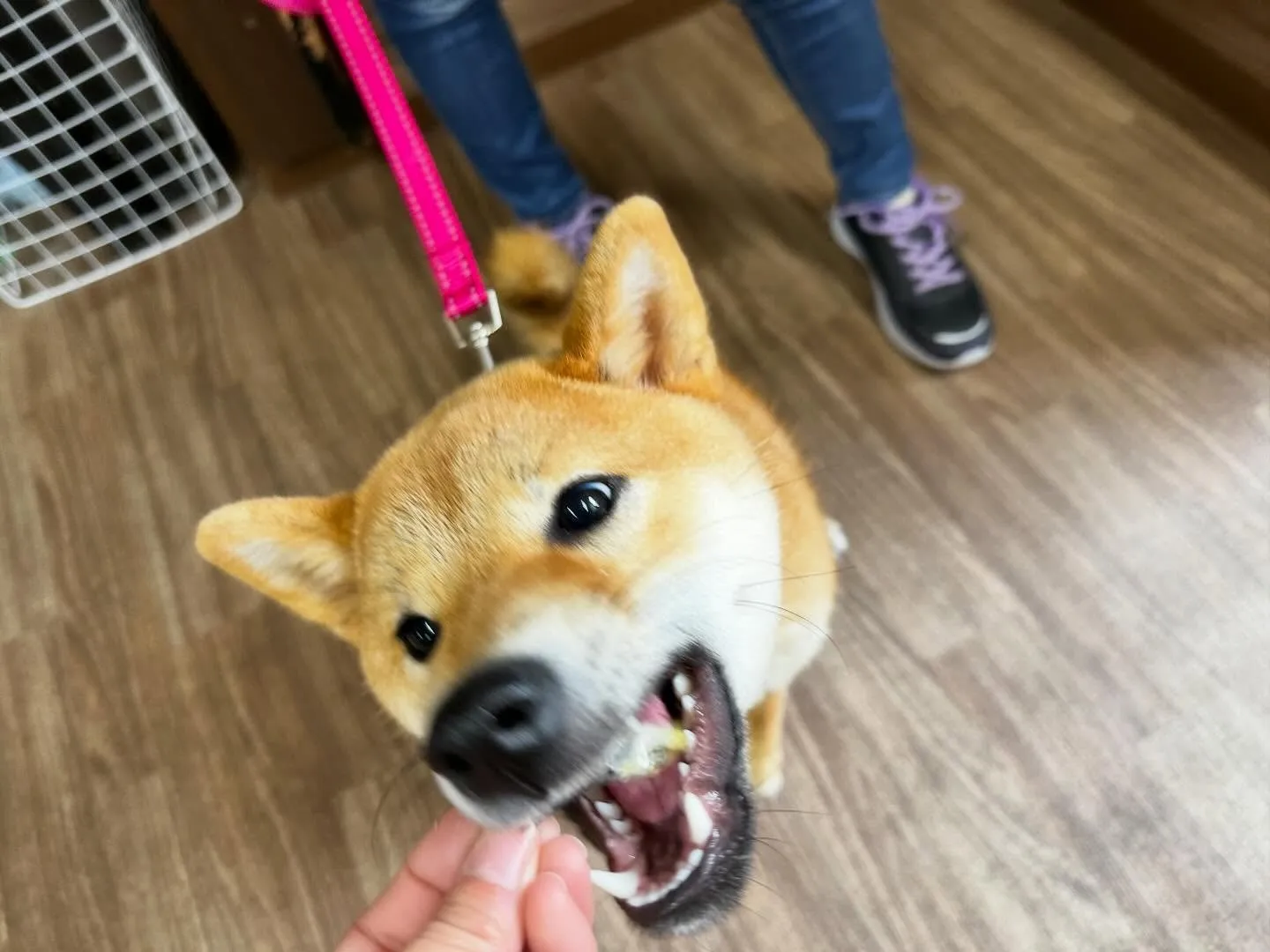 新年明けましておめでとうございます🎍🌅