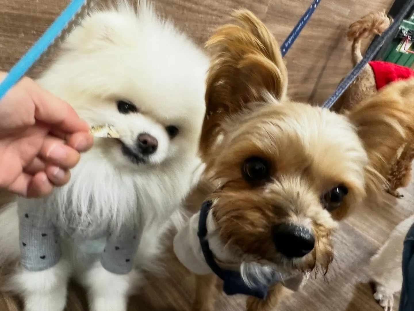 新年明けましておめでとうございます🎍🌅