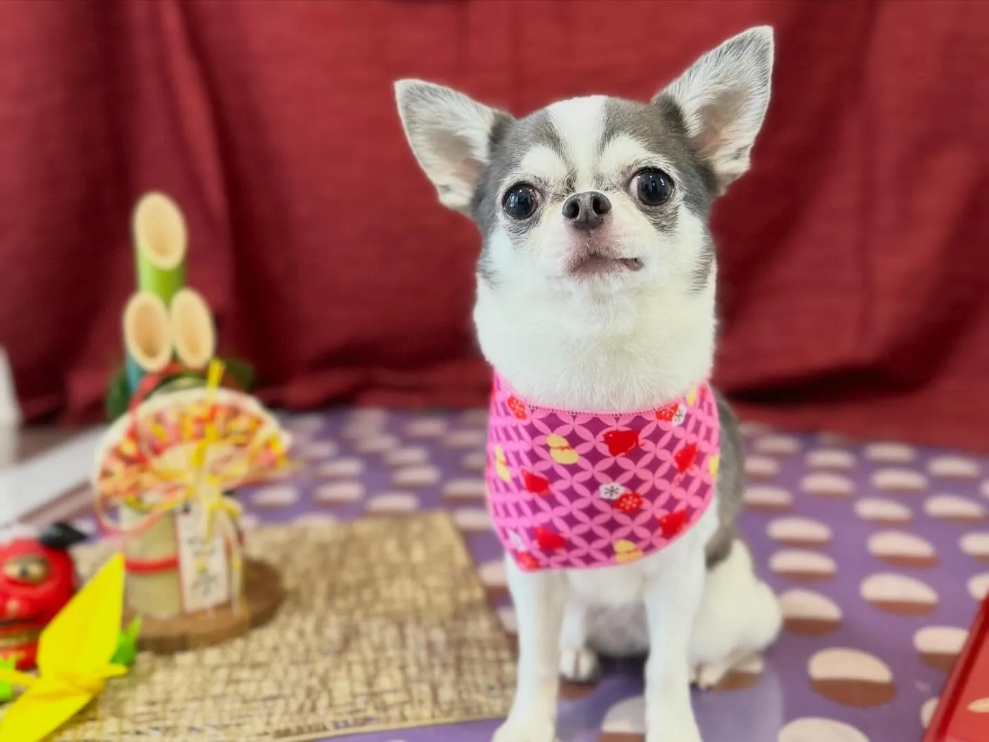 新年明けましておめでとうございます🎍🌅