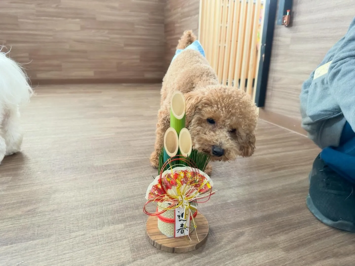 新年明けましておめでとうございます🎍🌅