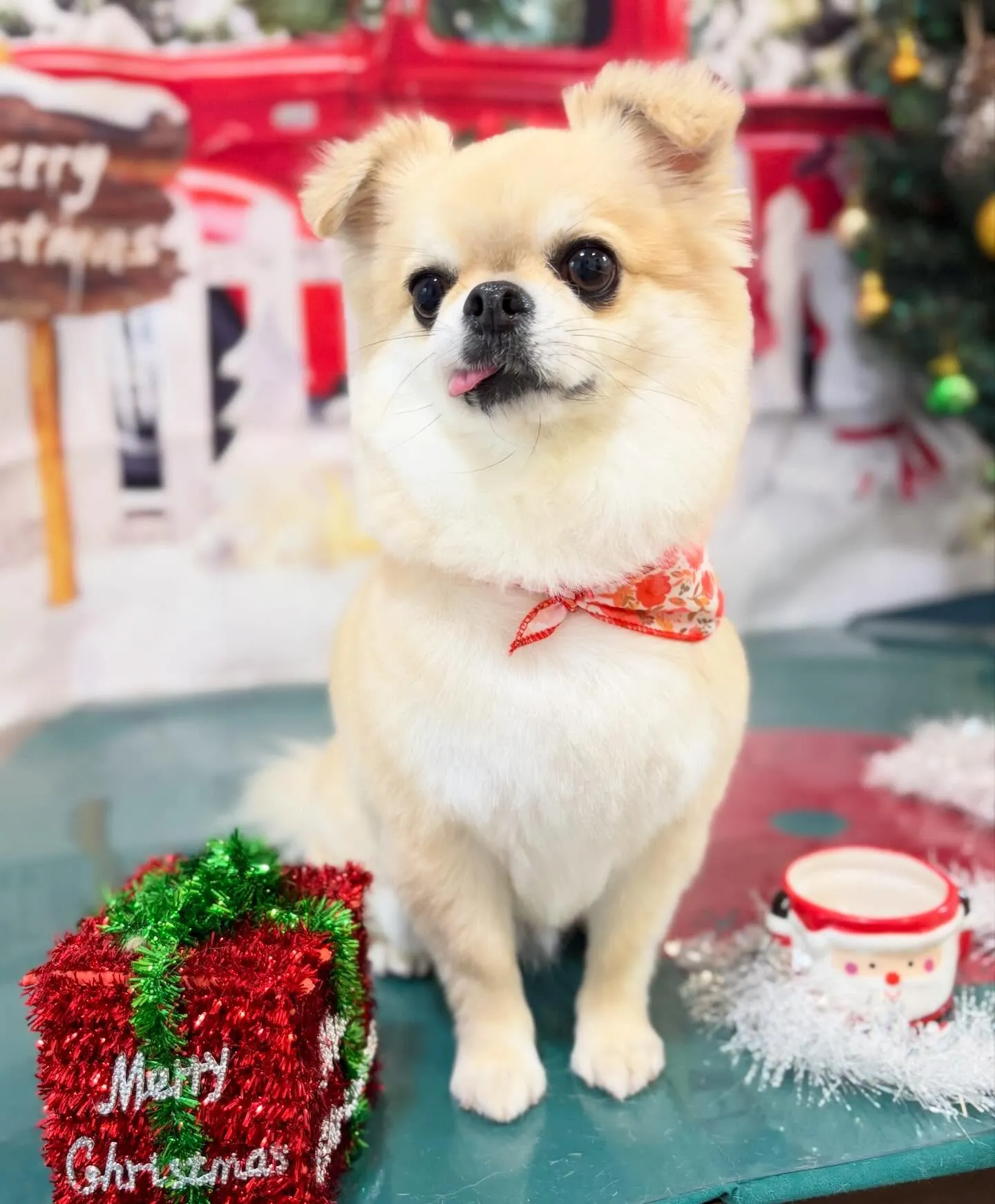 先月アップしきれなかったトリミングわんこさんたち🍀