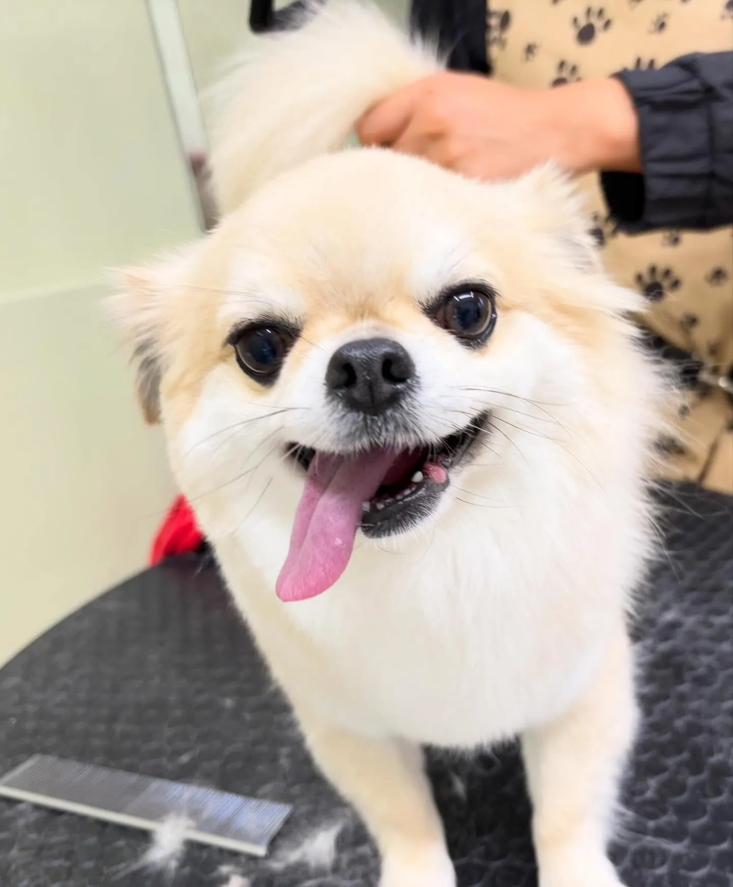 先月アップしきれなかったトリミングわんこさんたち🍀