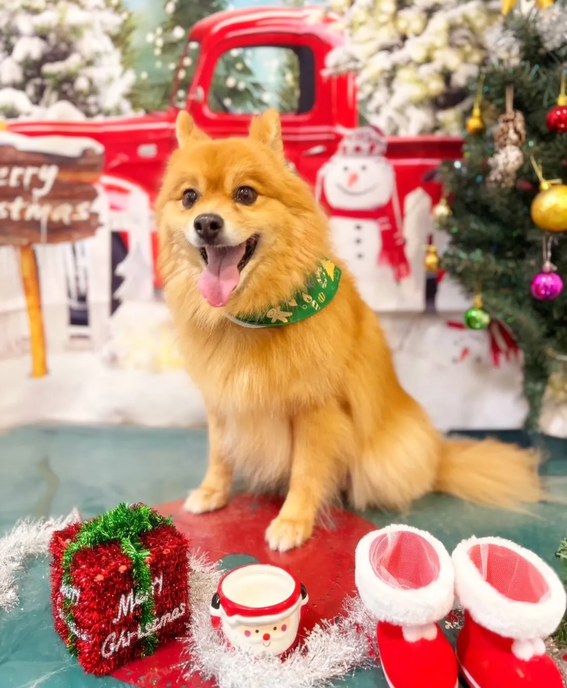 先月アップしきれなかったトリミングわんこさんたち🍀