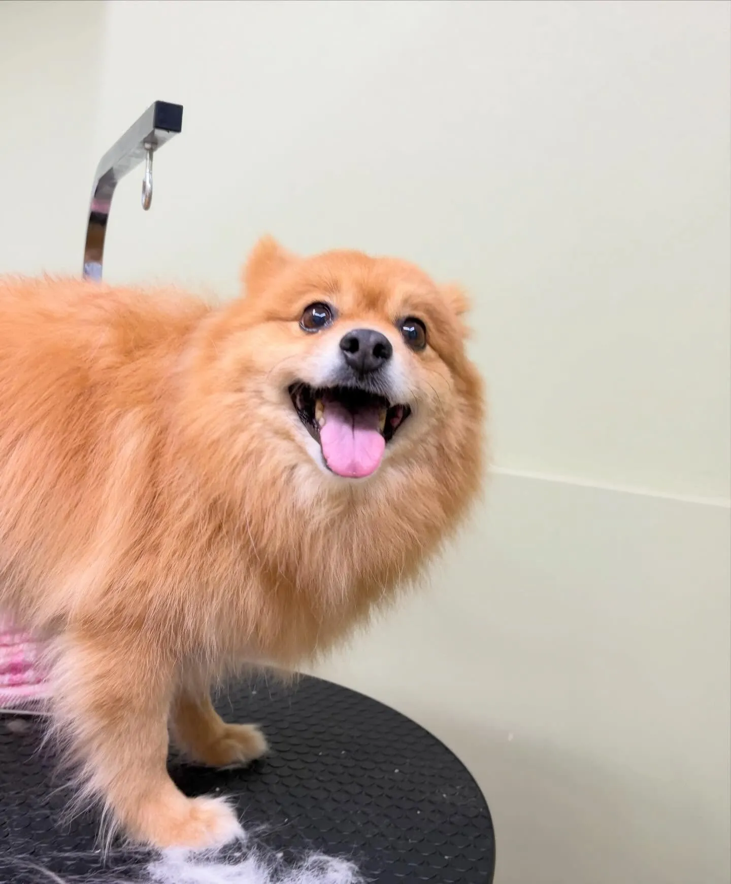 先月アップしきれなかったトリミングわんこさんたち🍀