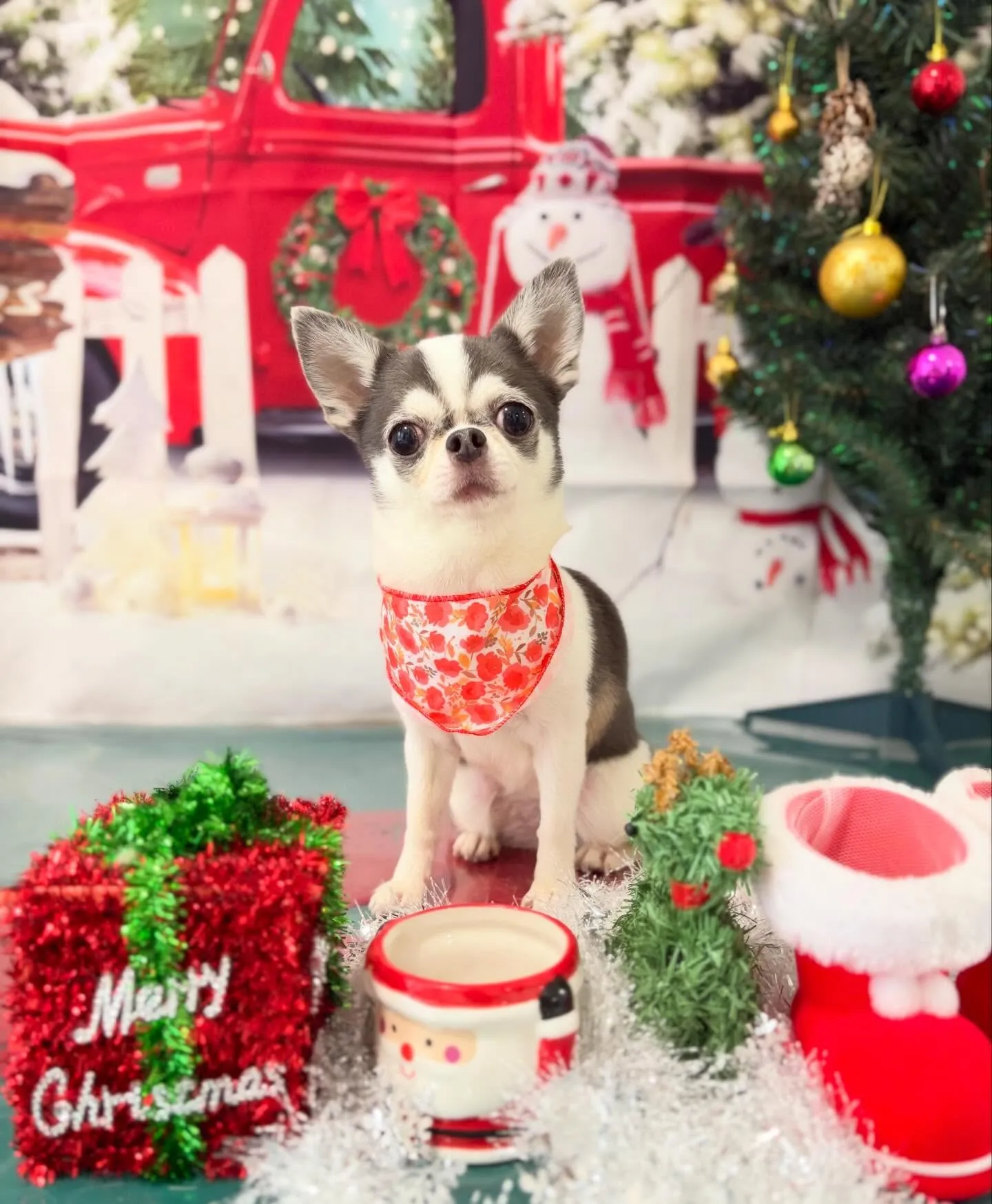 先月アップしきれなかったトリミングわんこさんたち🍀