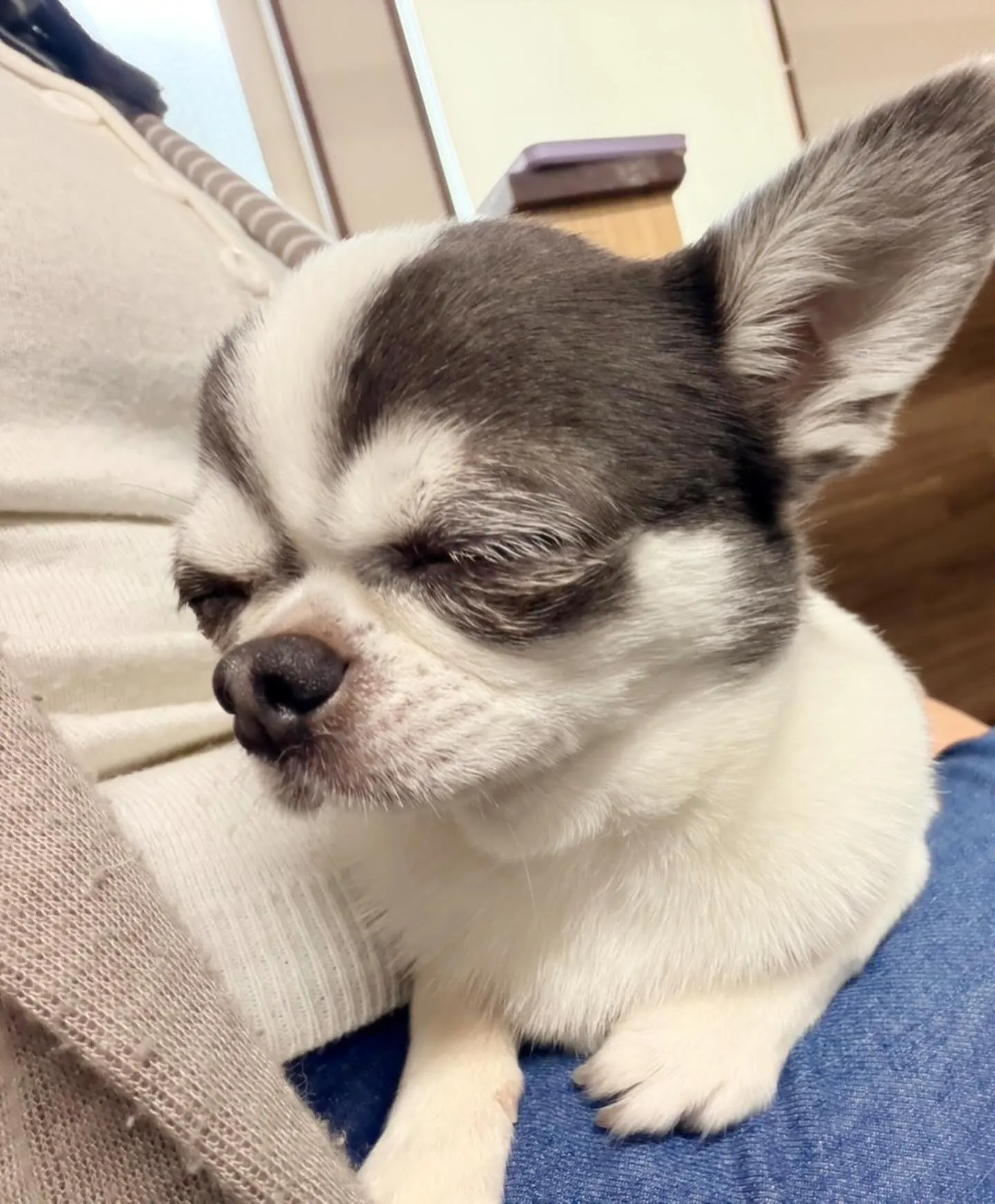 先月アップしきれなかったトリミングわんこさんたち🍀