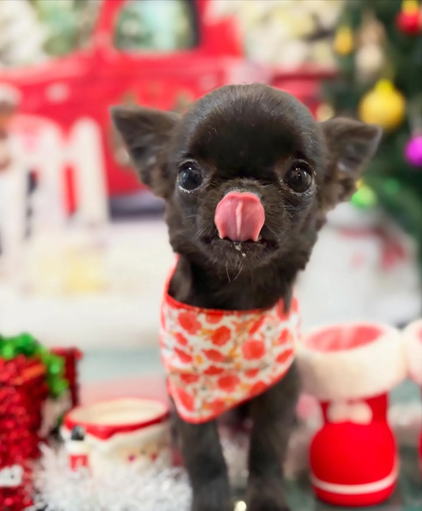 先月アップしきれなかったトリミングわんこさんたち🍀