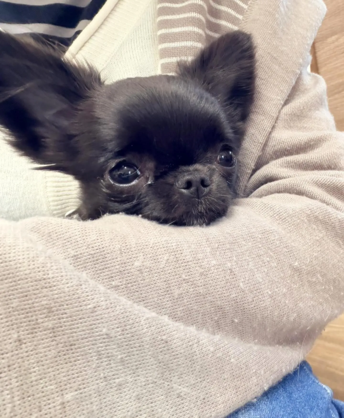 先月アップしきれなかったトリミングわんこさんたち🍀