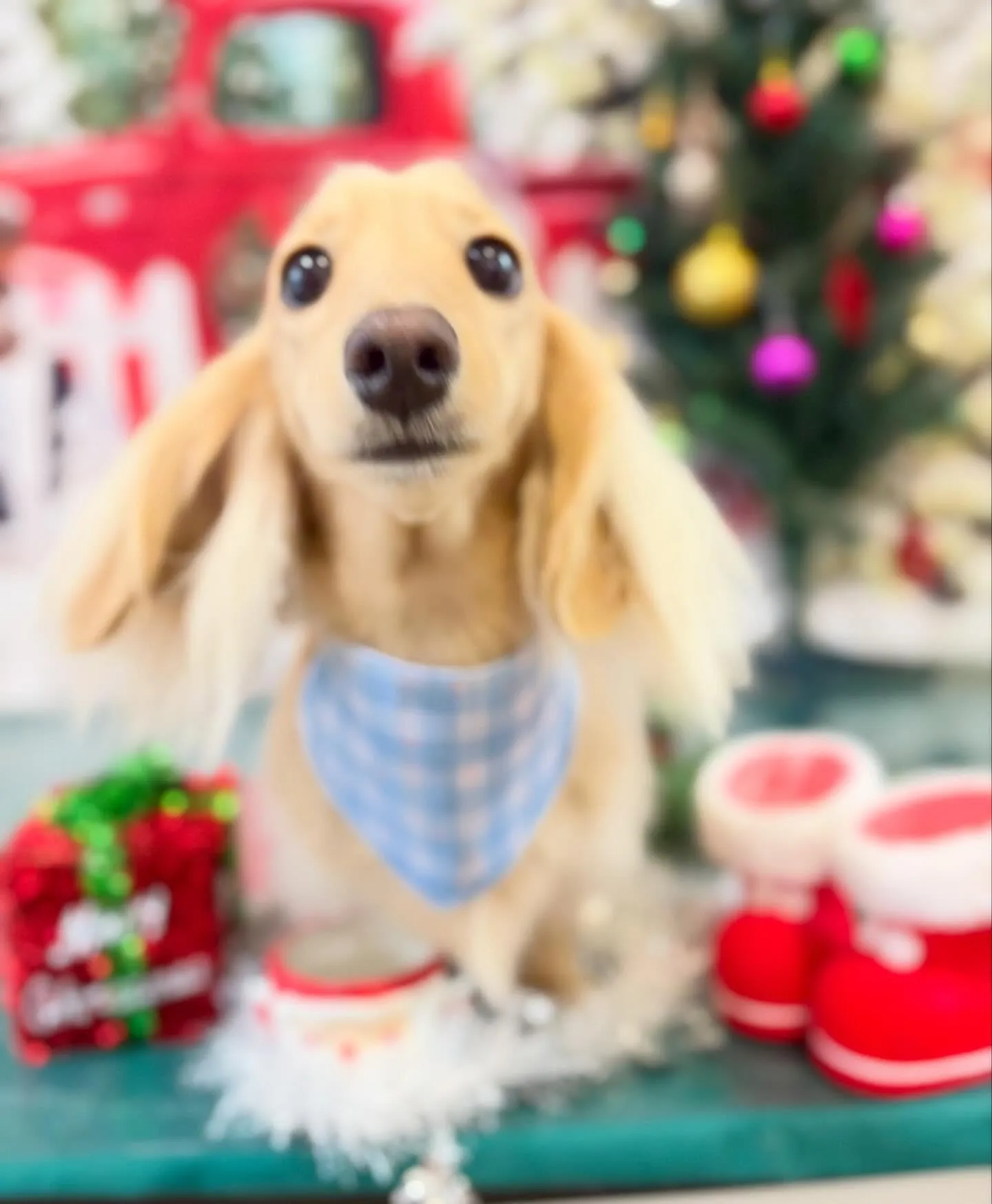 先月アップしきれなかったトリミングわんこさんたち🍀