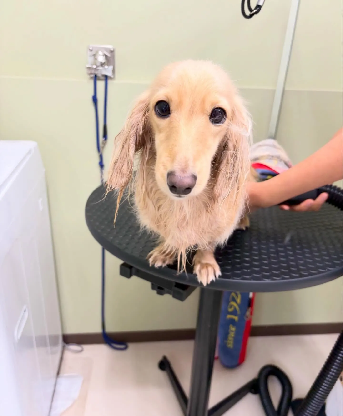 先月アップしきれなかったトリミングわんこさんたち🍀