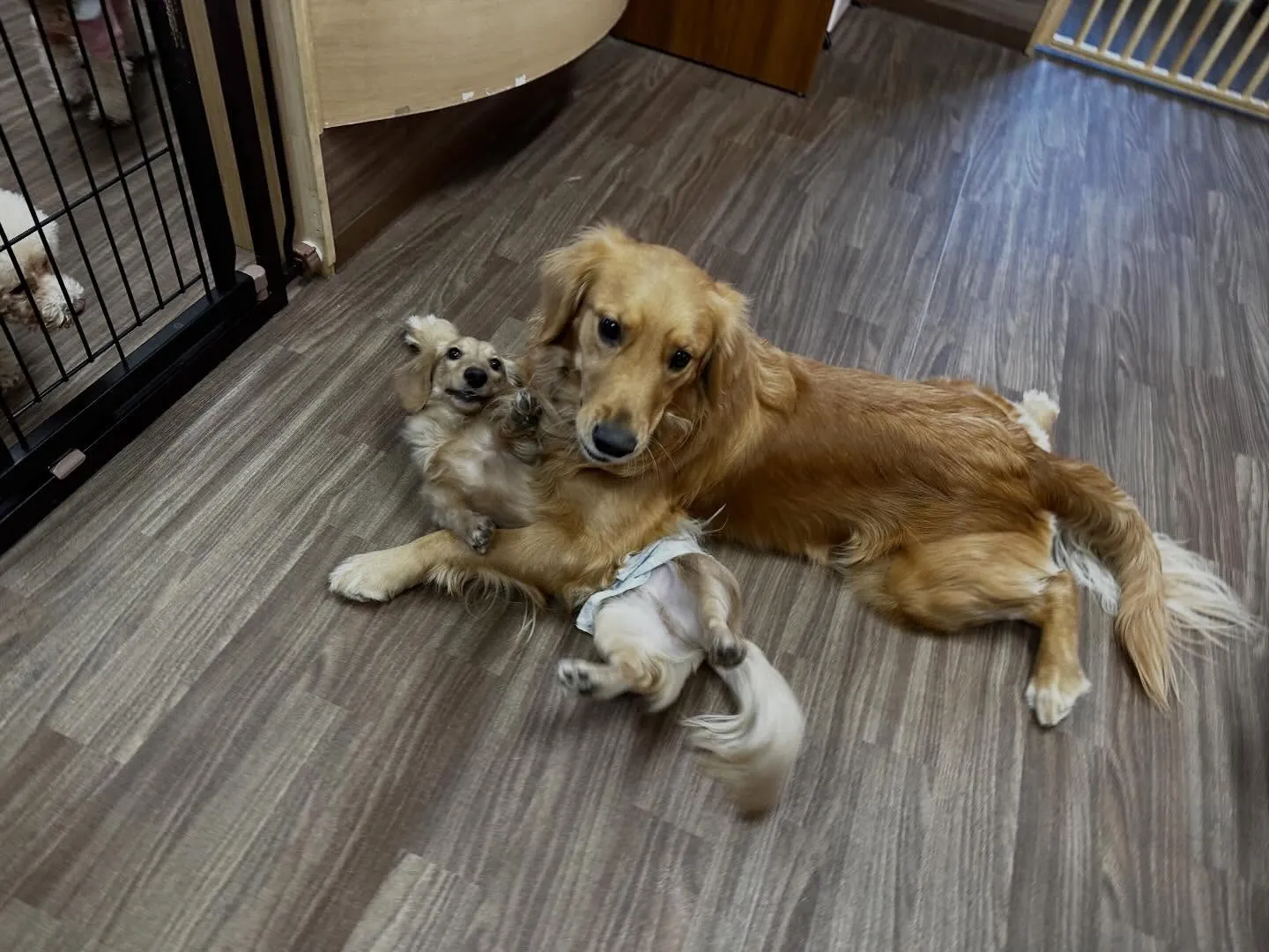 明けましておめでとうございます🎍