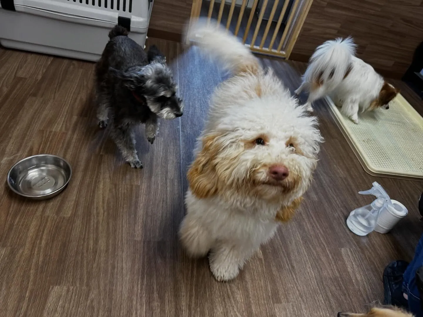 明けましておめでとうございます🎍