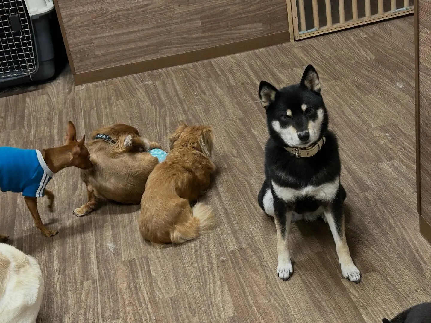 明けましておめでとうございます🎍