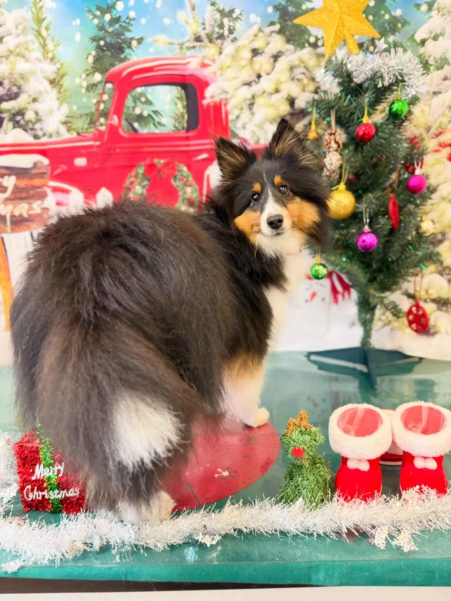 先月アップできなかったお手入れわんこたち🐾