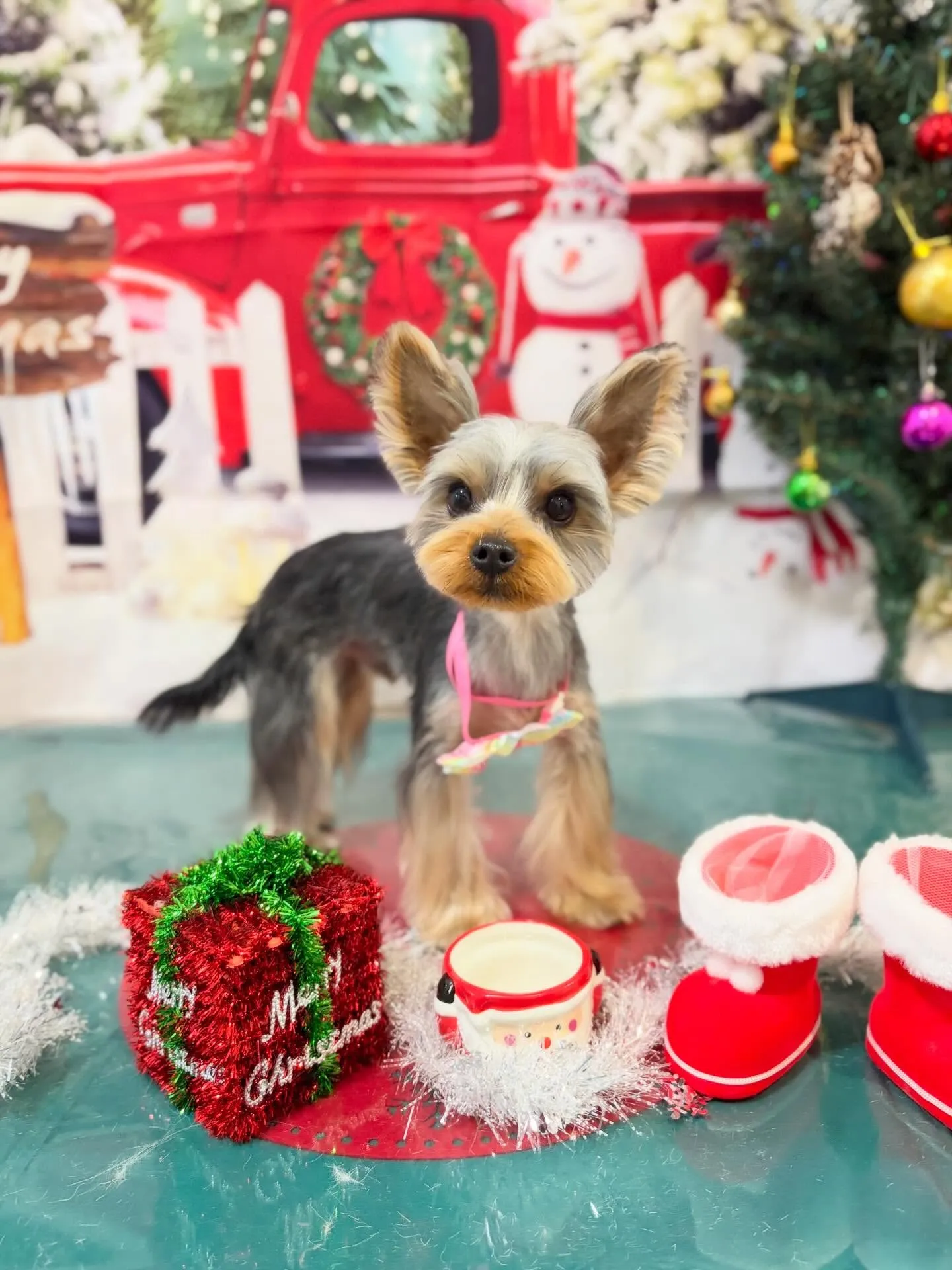 先月アップできなかったお手入れわんこたち🐾