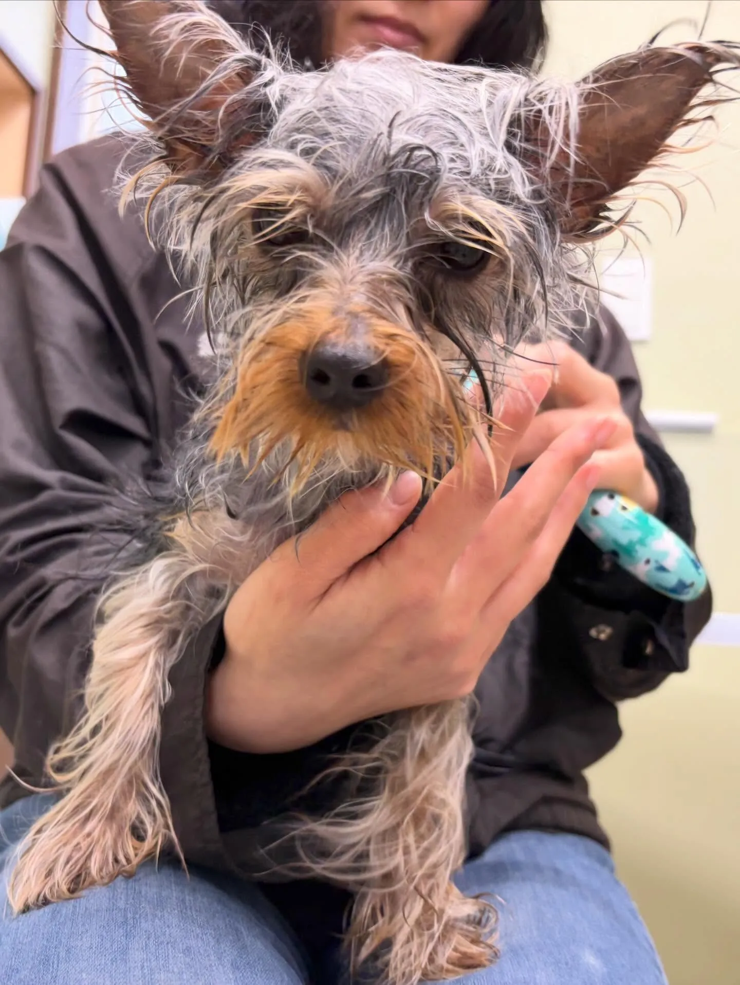 先月アップできなかったお手入れわんこたち🐾