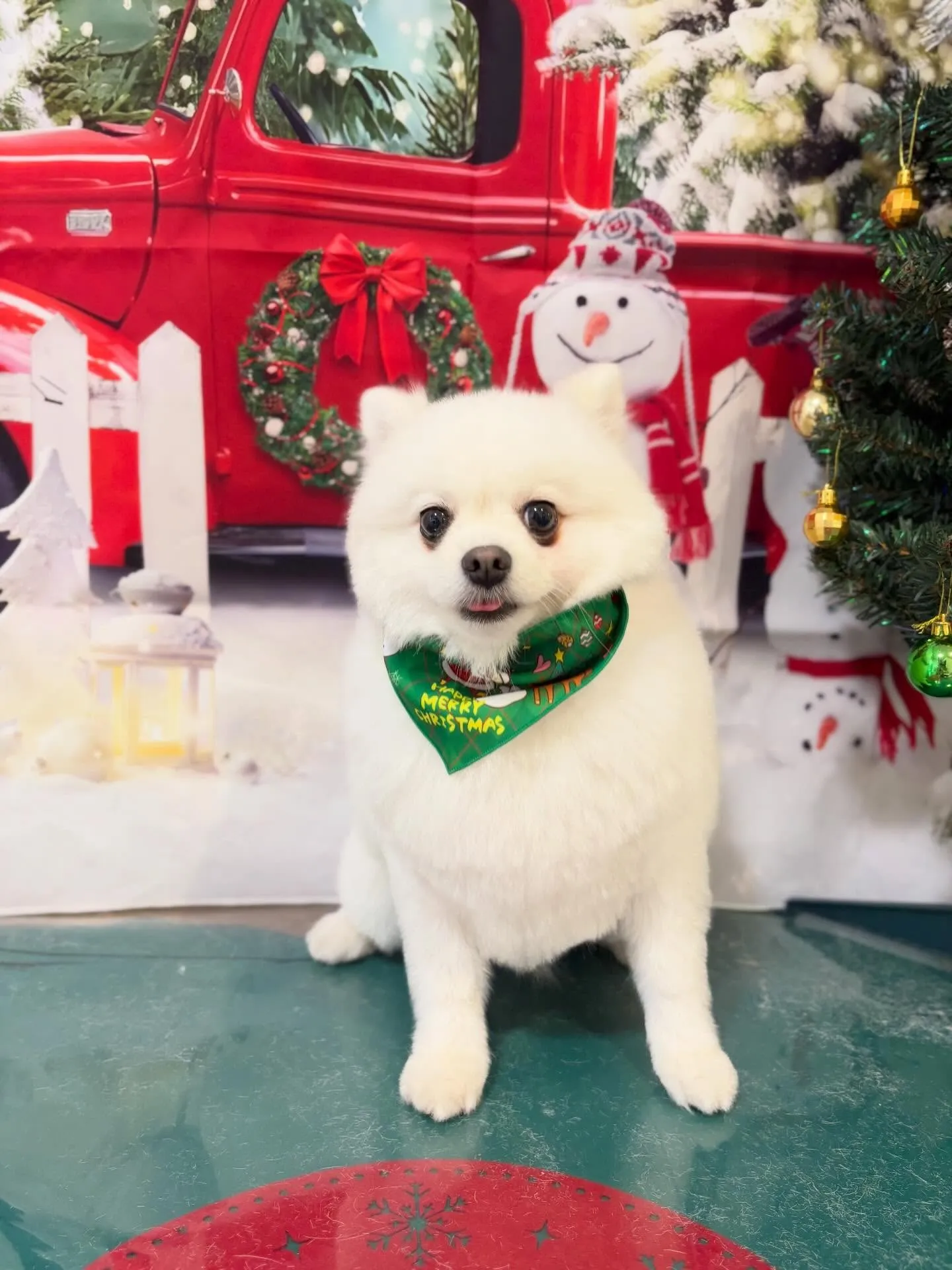 先月アップできなかったお手入れわんこたち🐾