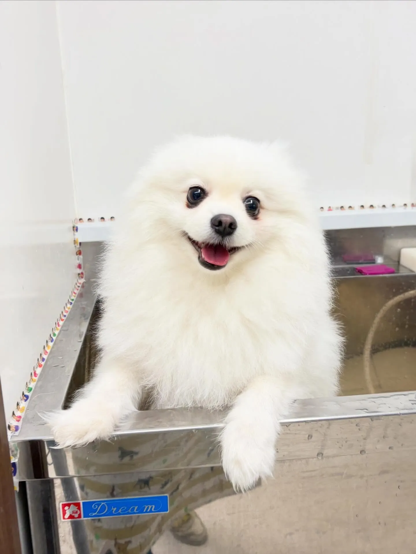 先月アップできなかったお手入れわんこたち🐾