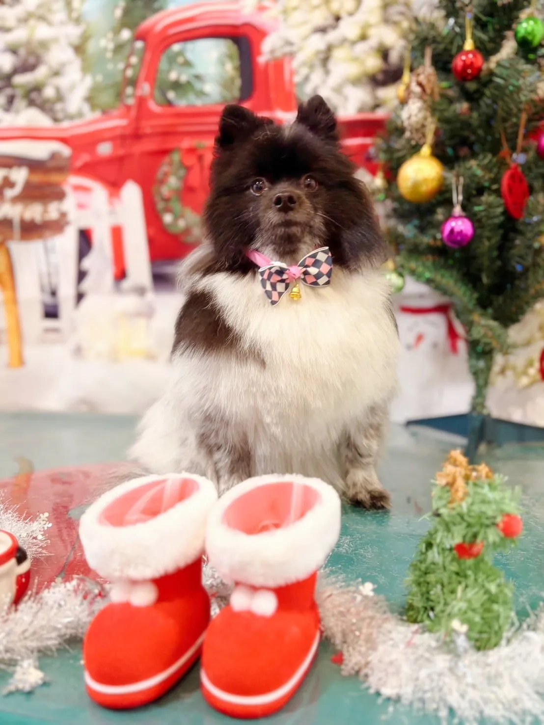 先月アップできなかったお手入れわんこたち🐾