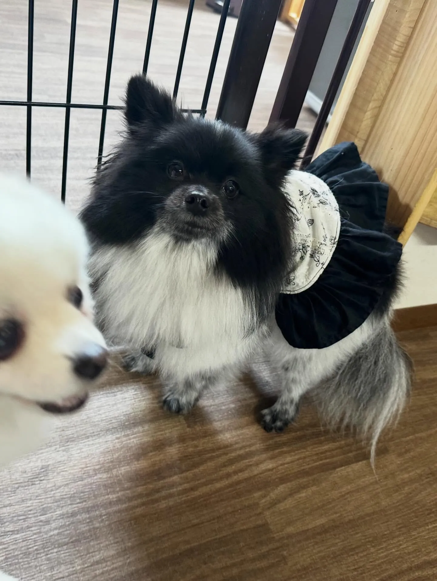 先月アップできなかったお手入れわんこたち🐾