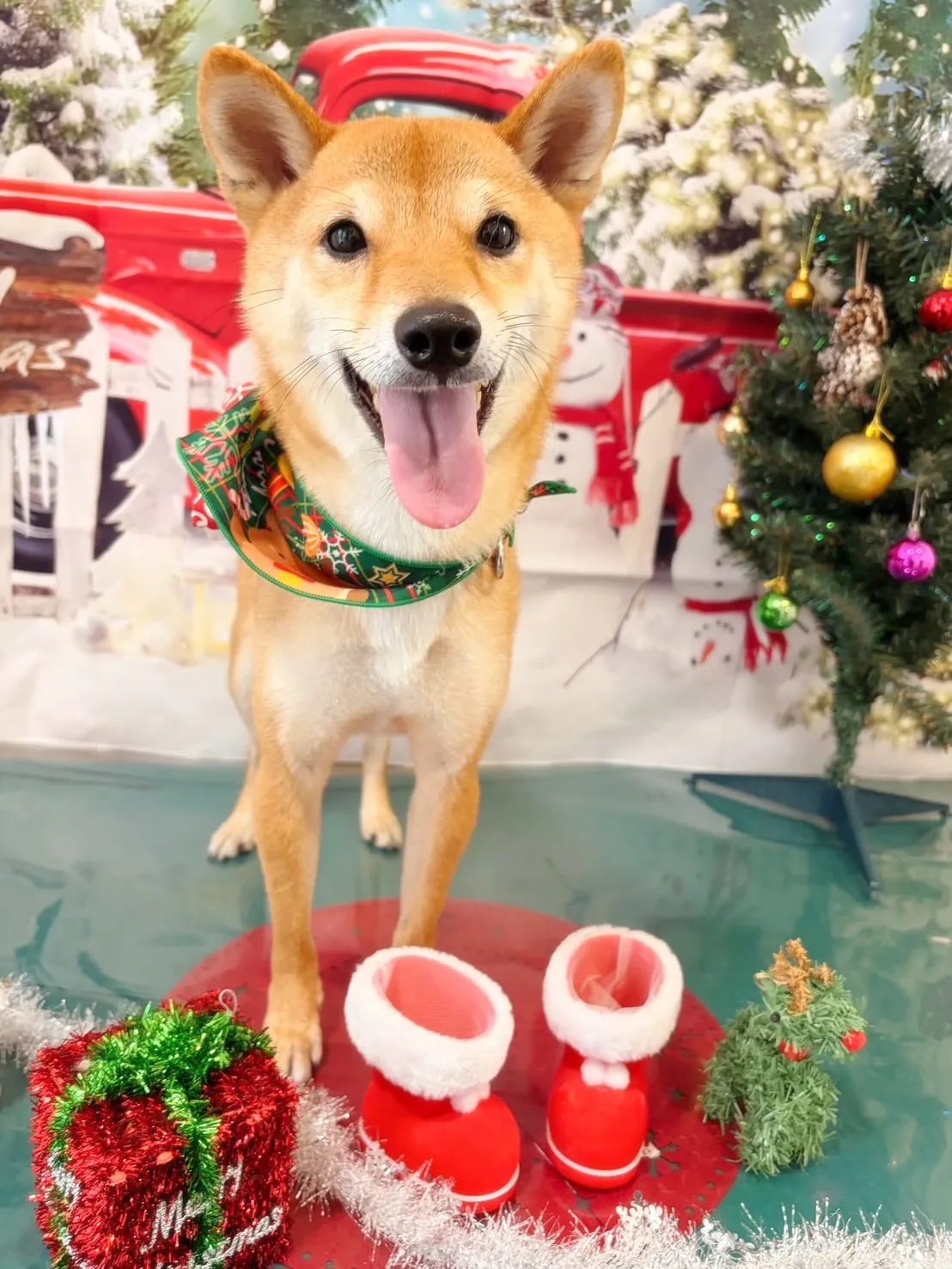 先月アップできなかったお手入れわんこたち🐾