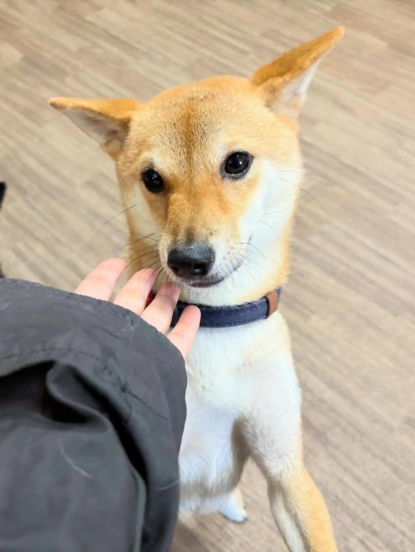 先月アップできなかったお手入れわんこたち🐾