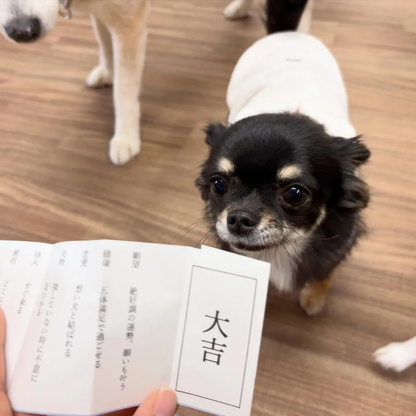 昨日の新年イベントの写真たちです🎍