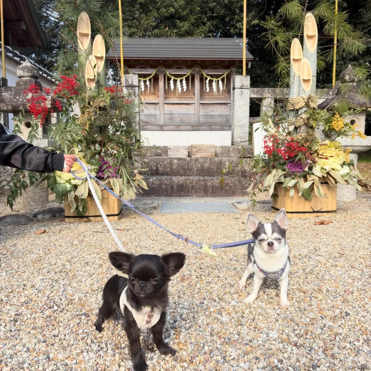 昨日の新年イベントの写真たちです🎍