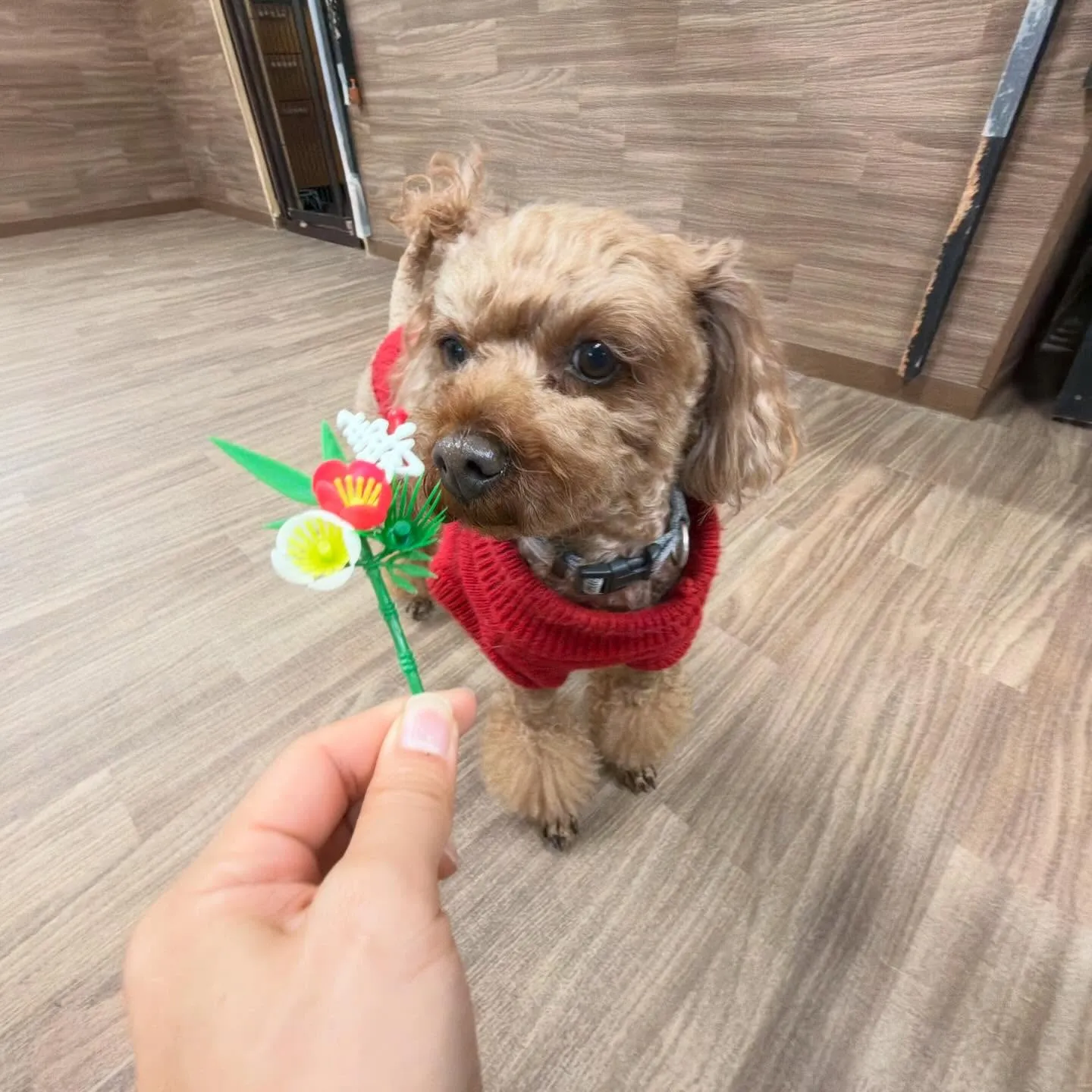 昨日の新年イベントの写真たちです🎍