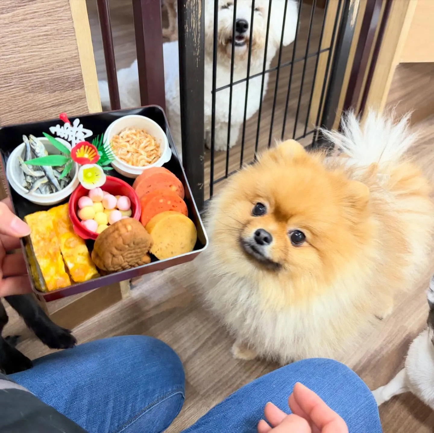 昨日の新年イベントの写真たちです🎍