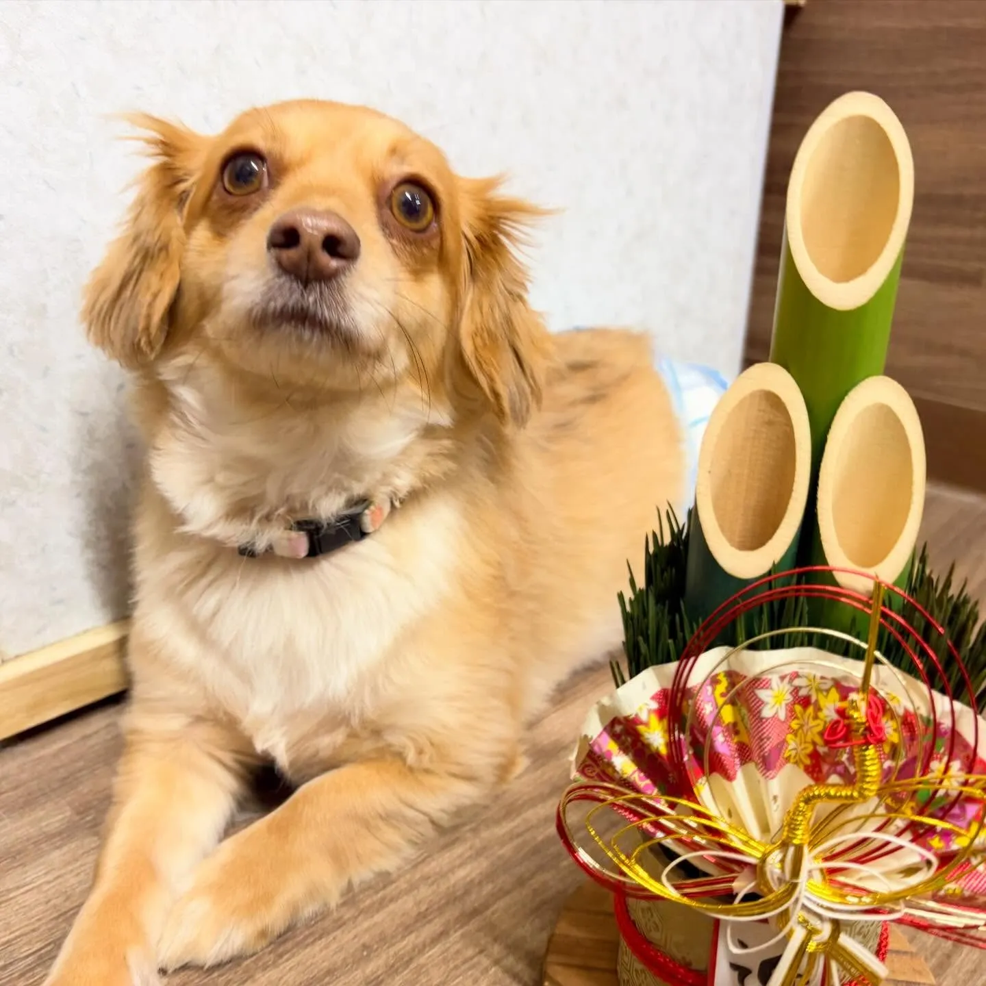 昨日の新年イベントの写真たちです🎍