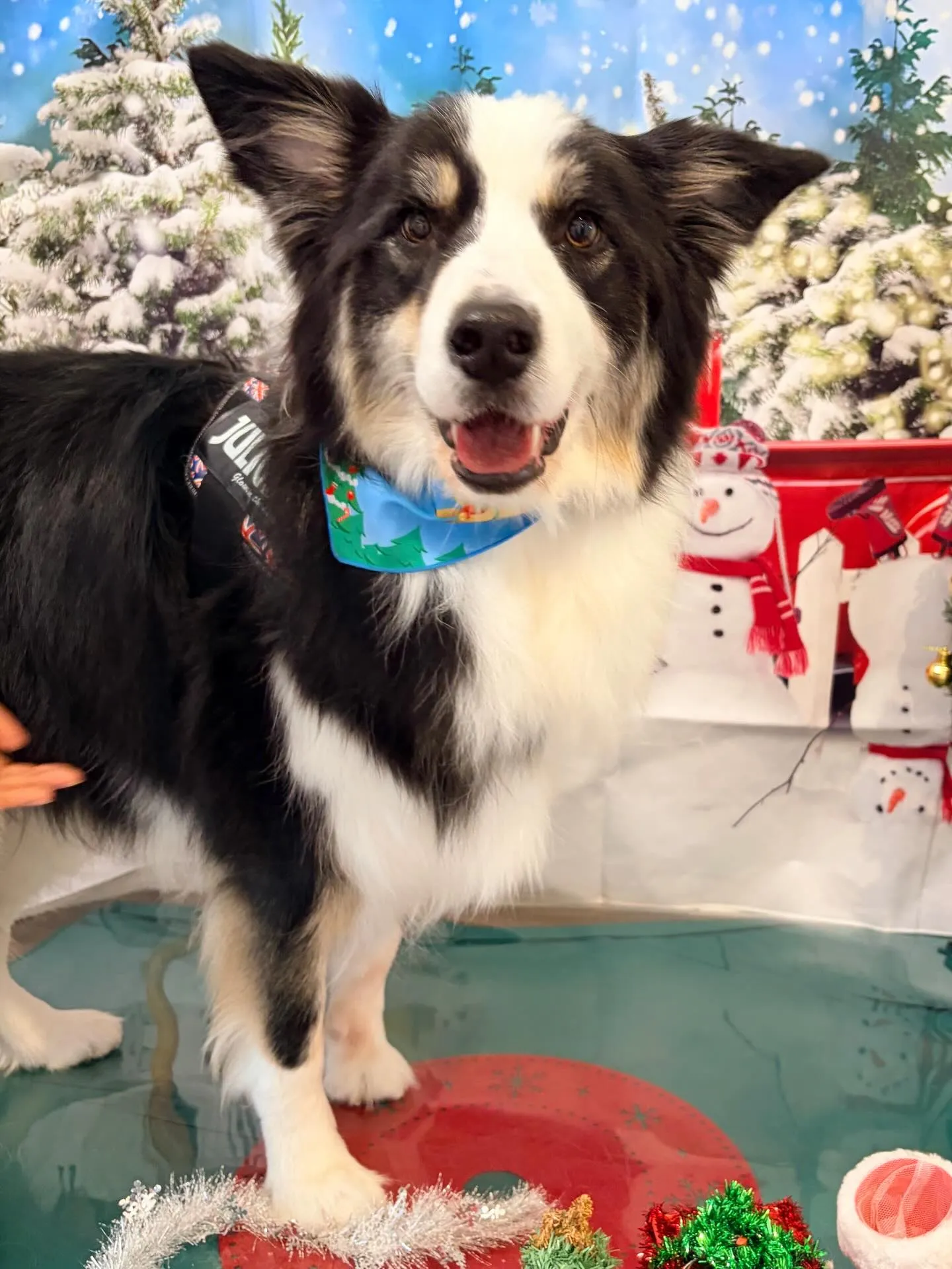 先月アップしきれなかったお手入れわんこたち🐶