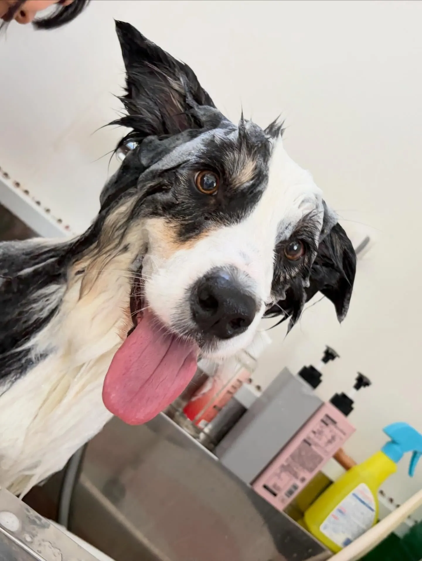 先月アップしきれなかったお手入れわんこたち🐶