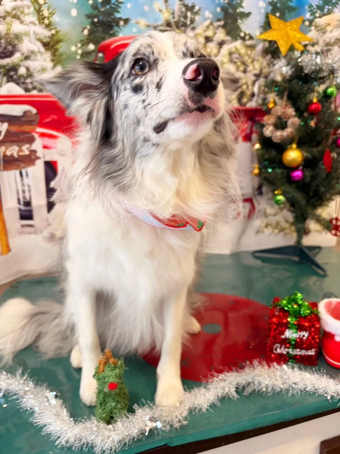 先月アップしきれなかったお手入れわんこたち🐶