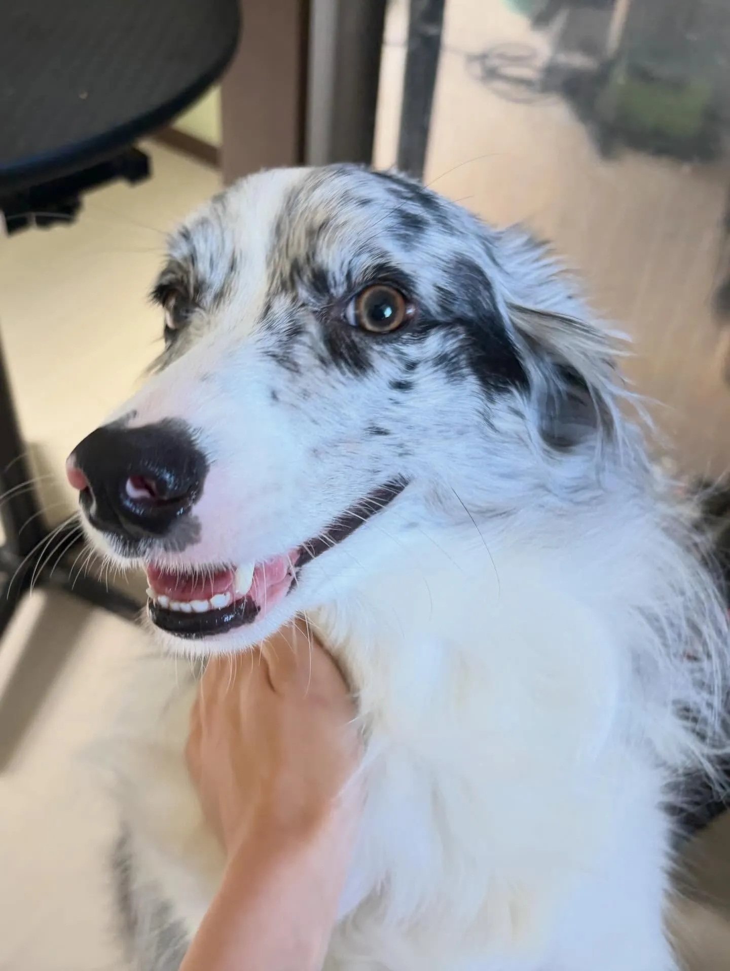 先月アップしきれなかったお手入れわんこたち🐶