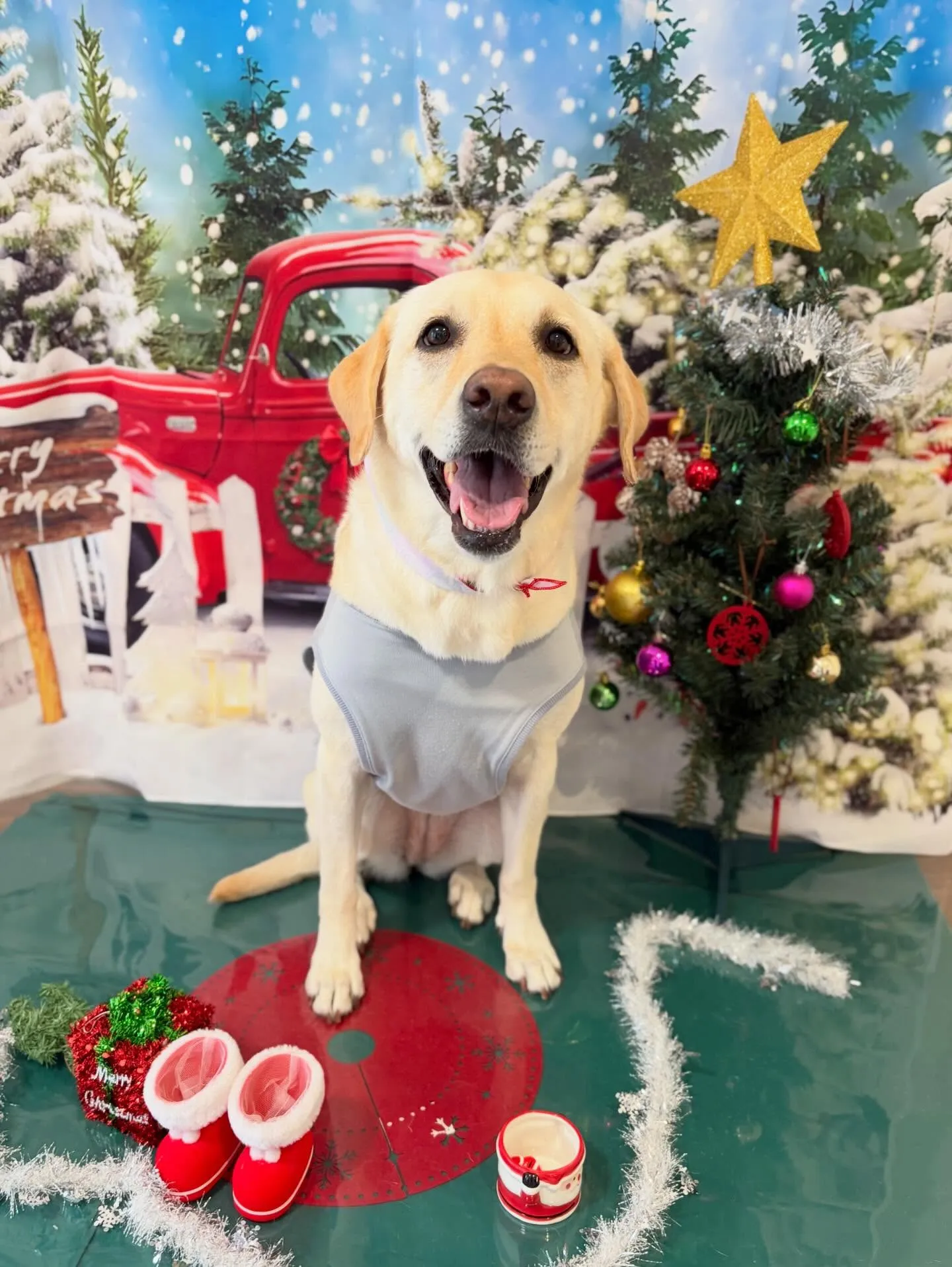 先月アップしきれなかったお手入れわんこたち🐶