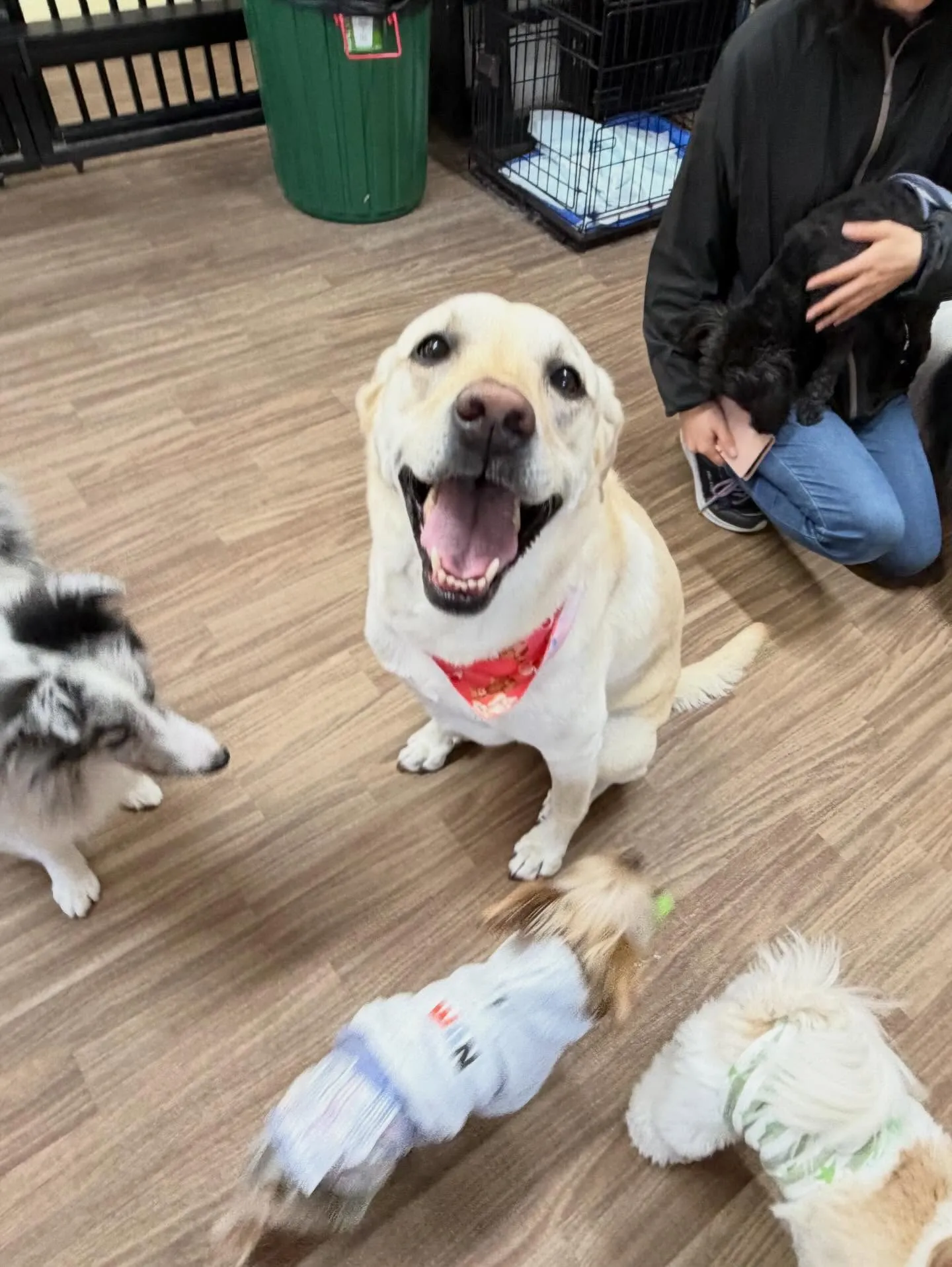 先月アップしきれなかったお手入れわんこたち🐶