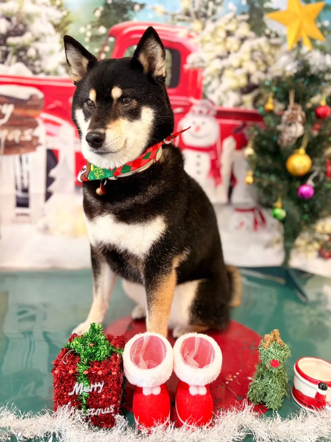 先月アップしきれなかったお手入れわんこたち🐶