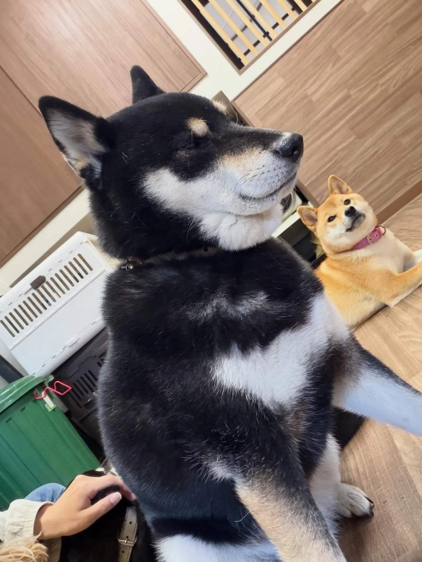 先月アップしきれなかったお手入れわんこたち🐶