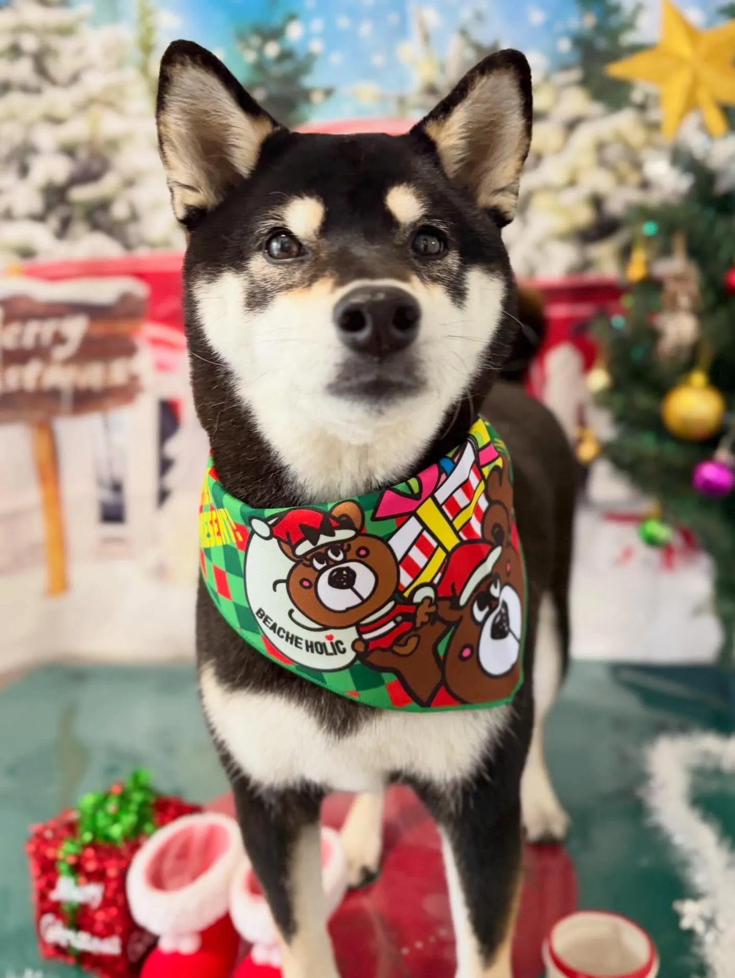 先月アップしきれなかったお手入れわんこたち🐶