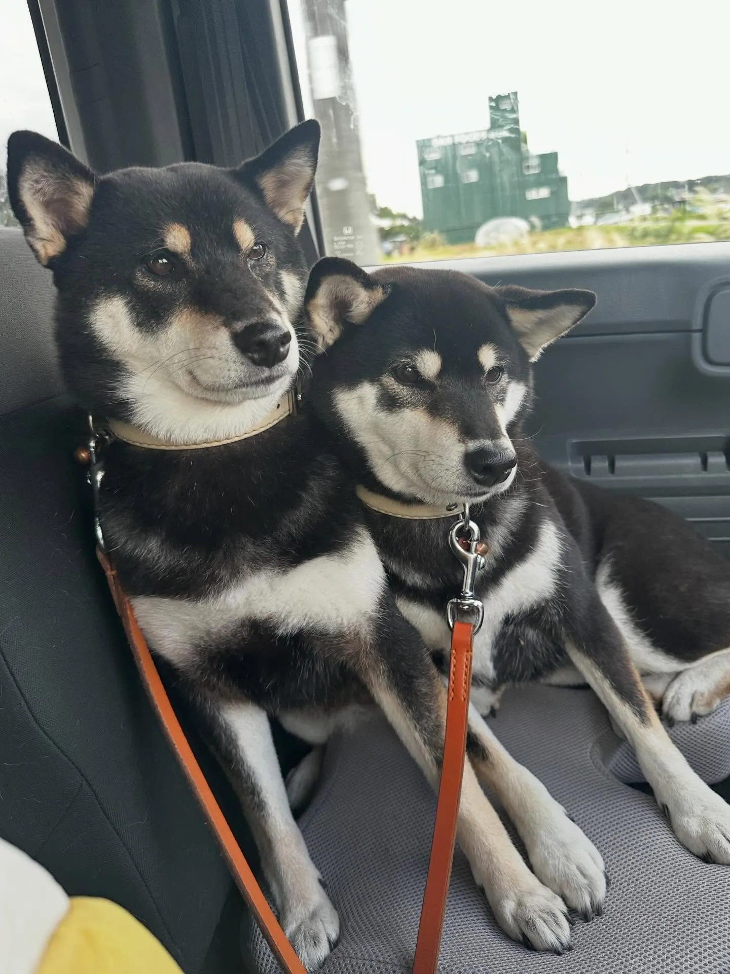 先月アップしきれなかったお手入れわんこたち🐶