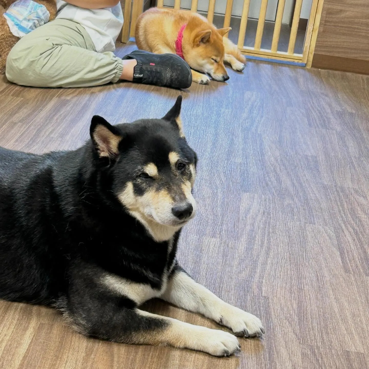 入会してくれた心晴ちゃんです😊