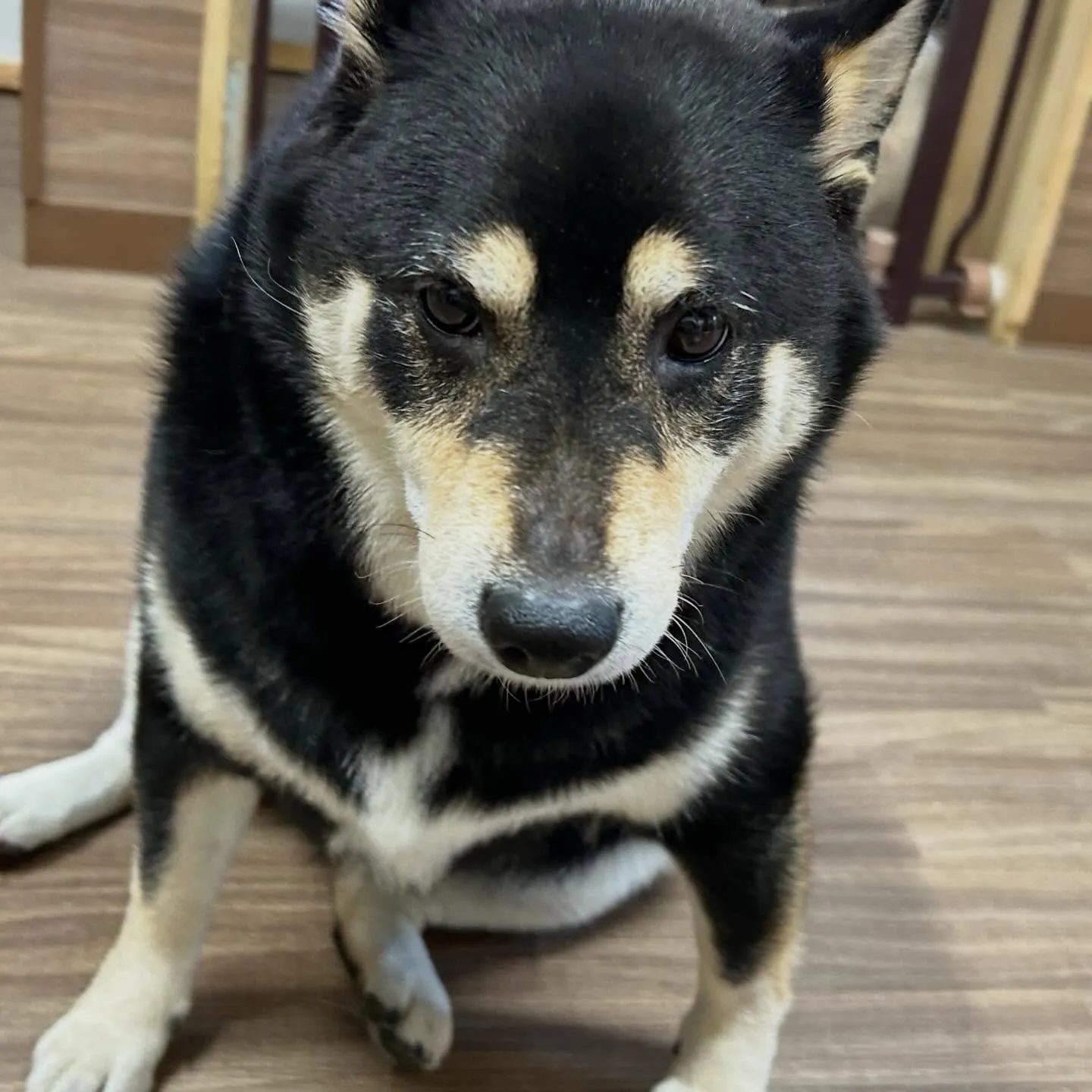 入会してくれた心晴ちゃんです😊