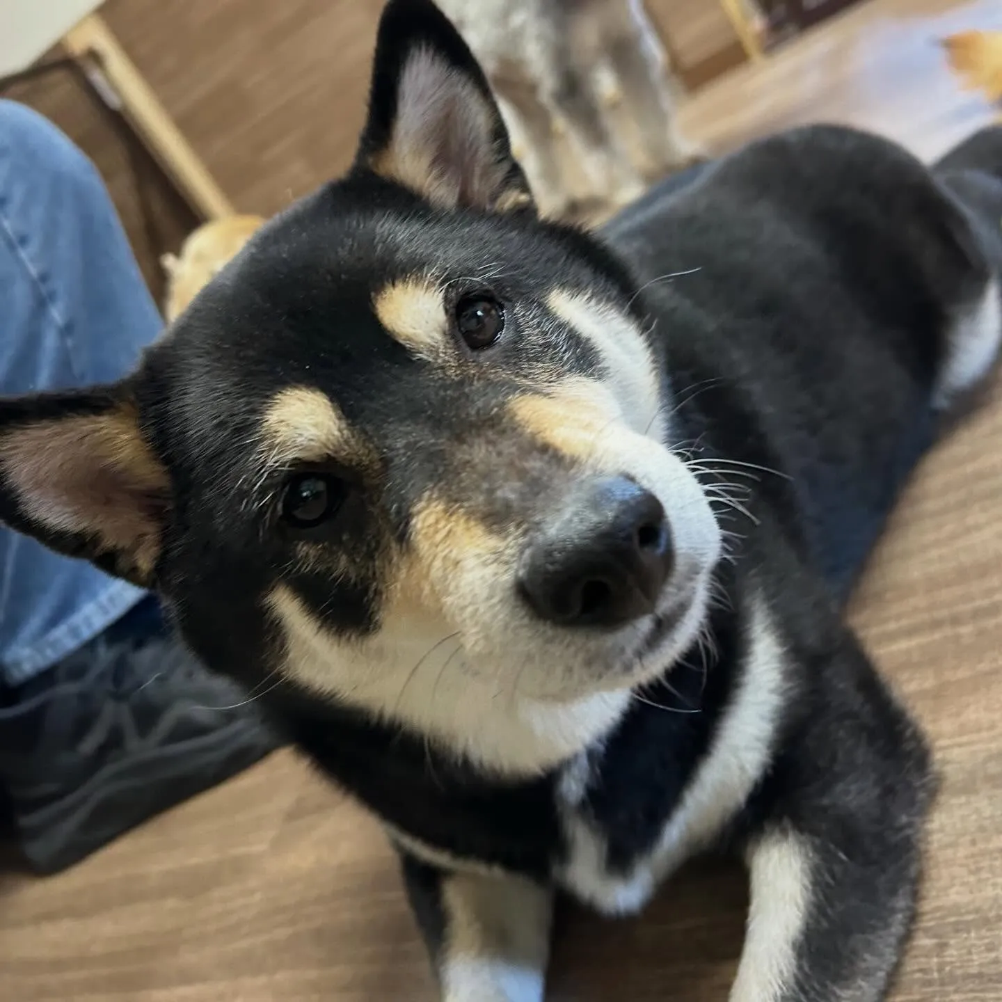 入会してくれた心晴ちゃんです😊