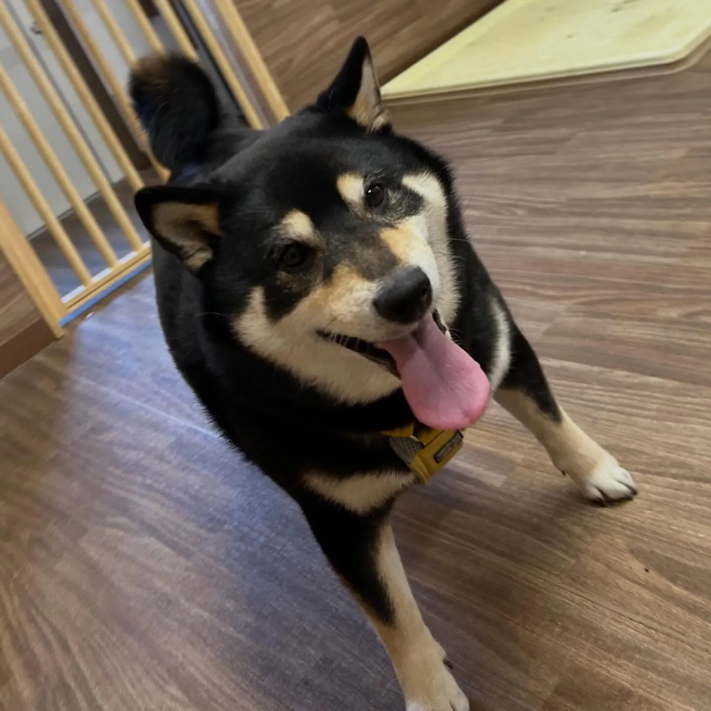 入会してくれた心晴ちゃんです😊