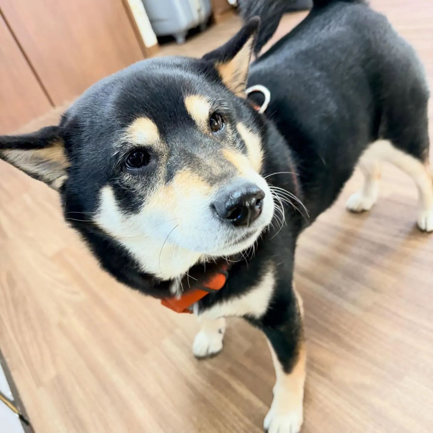 入会してくれた心晴ちゃんです😊